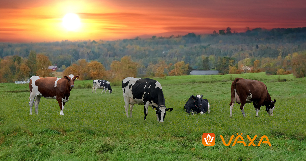 Kor på en än med solnedgång. Växa logo